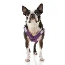 10.5.2020-Gooby2389 (2).webp