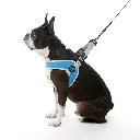gooby-office-dog-miles-boston-terrier-wearing-blue-simple-step-in-harness-version-three-with-leash-sitting-down-side-view-1024x1024px.webp