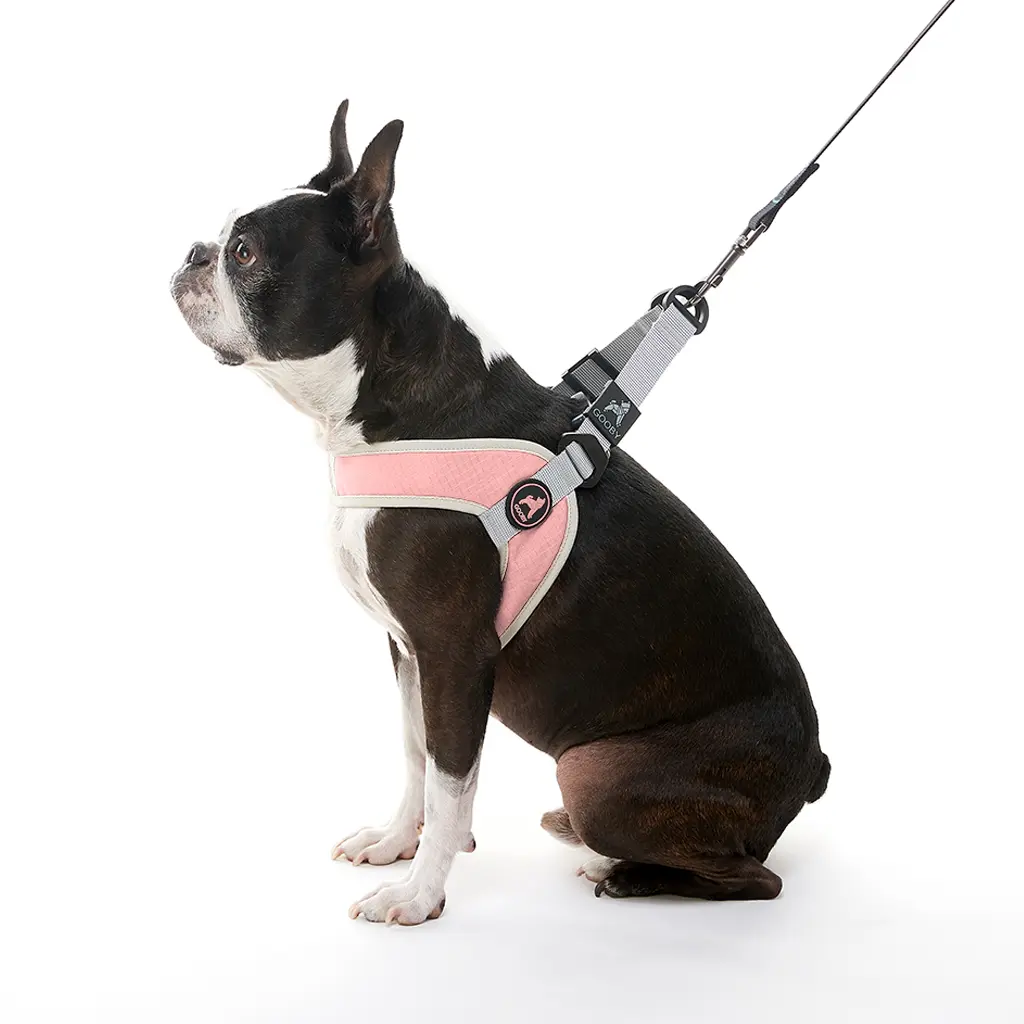 gooby-office-dog-miles-boston-terrier-wearing-pink-simple-step-in-harness-version-three-with-leash-sitting-down-side-view-1024x1024px.webp