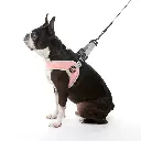 gooby-office-dog-miles-boston-terrier-wearing-pink-simple-step-in-harness-version-three-with-leash-sitting-down-side-view-1024x1024px.webp