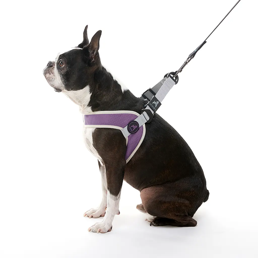 gooby-office-dog-miles-boston-terrier-wearing-purple-simple-step-in-harness-version-three-with-leash-sitting-down-side-view-1024x1024px.webp