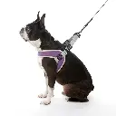 gooby-office-dog-miles-boston-terrier-wearing-purple-simple-step-in-harness-version-three-with-leash-sitting-down-side-view-1024x1024px.webp