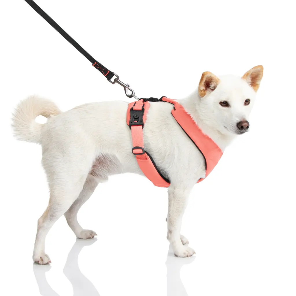 gooby-office-dog-loki-a-shiba-inu-wearing-pink-lite-gear-z-harness-with-leash-standing-.webp
