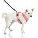 gooby-office-dog-loki-a-shiba-inu-wearing-pink-lite-gear-z-harness-with-leash-standing-.webp