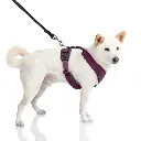 gooby-office-dog-loki-a-shiba-inu-wearing-purple-lite-gear-z-harness-with-leash-standin.webp