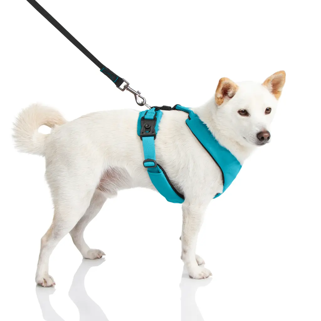 gooby-office-dog-loki-a-shiba-inu-wearing-turquoise-lite-gear-z-harness-with-leash-stan.webp