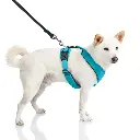 gooby-office-dog-loki-a-shiba-inu-wearing-turquoise-lite-gear-z-harness-with-leash-stan.webp