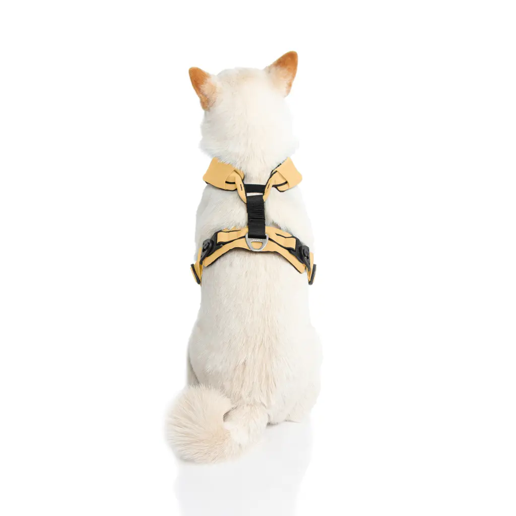 gooby-office-dog-loki-a-shiba-inu-wearing-yellow-lite-gear-z-harness-sitting-down-back-.webp