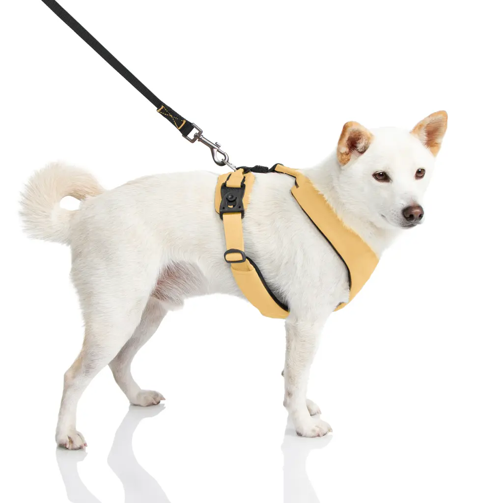 gooby-office-dog-loki-a-shiba-inu-wearing-yellow-lite-gear-z-harness-with-leash-standin.webp
