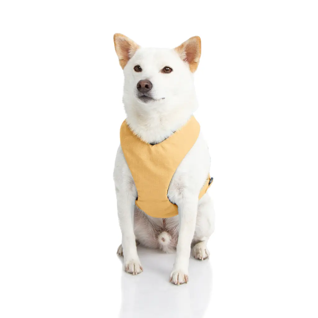 gooby-office-dog-loki-a-shiba-inu-wearing-yellow-lite-gear-z-harness-sitting-down-front.webp