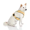 gooby-office-dog-loki-a-shiba-inu-wearing-yellow-lite-gear-z-harness-sitting-down-side-.webp