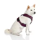 하네스 헤드인 라이트기어Z